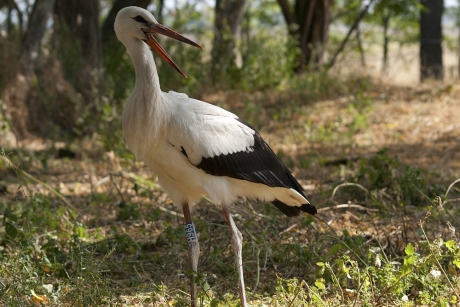tisza_gores_nagy_karoly.jpg